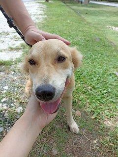 Sandy - Golden Retriever Mix Dog