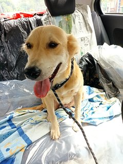 Sandy - Golden Retriever Mix Dog