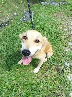 Sandy - Golden Retriever Mix Dog