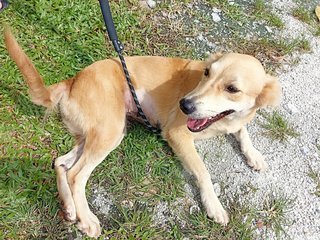 Sandy - Golden Retriever Mix Dog