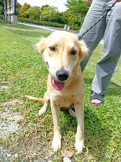 Sandy - Golden Retriever Mix Dog