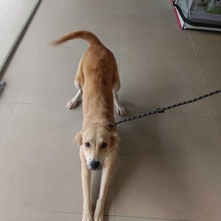 Sandy - Golden Retriever Mix Dog