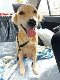 Sandy - Golden Retriever Mix Dog