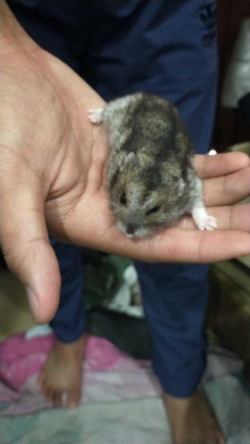 Winter White - Striped Hamster Hamster