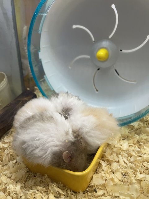 Hamster Syrian Long Hair - Syrian / Golden Hamster Hamster