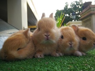 Pure Nd Rabbit Babies - Netherland Dwarf Rabbit