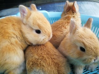 Pure Nd Rabbit Babies - Netherland Dwarf Rabbit