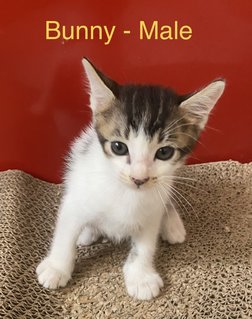 Bunny &amp; Minnie (Pair-adoption) - Domestic Short Hair + Domestic Long Hair Cat