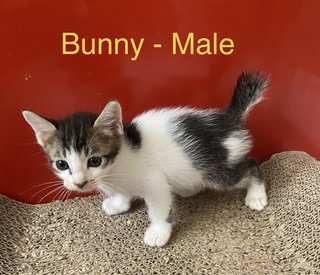 Bunny &amp; Minnie (Pair-adoption) - Domestic Short Hair + Domestic Long Hair Cat