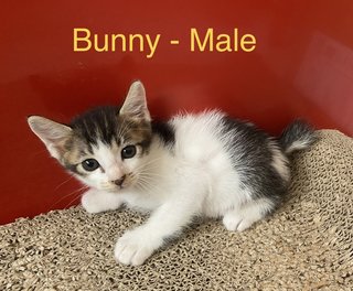 Bunny &amp; Minnie (Pair-adoption) - Domestic Short Hair + Domestic Long Hair Cat