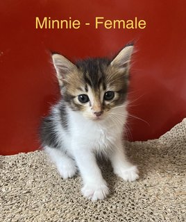 Bunny &amp; Minnie (Pair-adoption) - Domestic Short Hair + Domestic Long Hair Cat