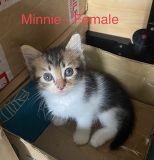 Bunny &amp; Minnie (Pair-adoption) - Domestic Short Hair + Domestic Long Hair Cat