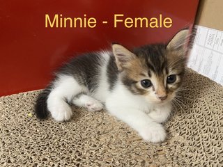 Bunny &amp; Minnie (Pair-adoption) - Domestic Short Hair + Domestic Long Hair Cat