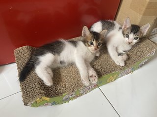 Bunny &amp; Minnie (Pair-adoption) - Domestic Short Hair + Domestic Long Hair Cat