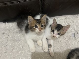 Bunny &amp; Minnie (Pair-adoption) - Domestic Short Hair + Domestic Long Hair Cat