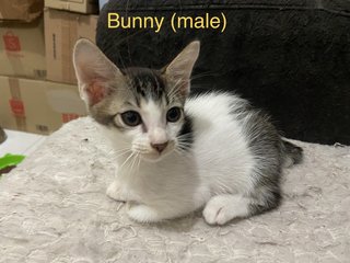 Bunny &amp; Minnie (Pair-adoption) - Domestic Short Hair + Domestic Long Hair Cat