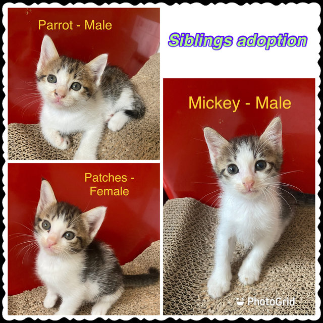 Parrot,patches,mickey -siblings - Domestic Short Hair + Domestic Medium Hair Cat