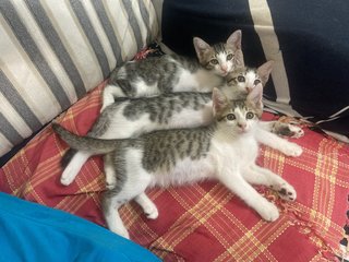 Parrot,patches,mickey -siblings - Domestic Short Hair + Domestic Medium Hair Cat