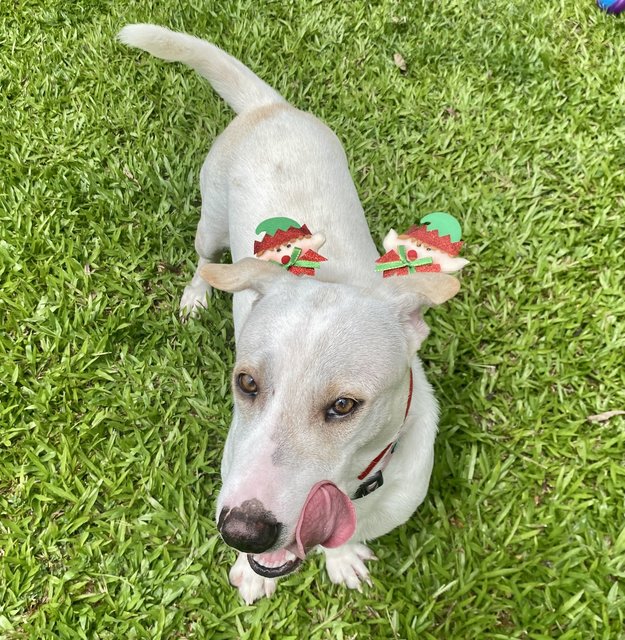 Henry The Elf - Jack Russell Terrier Mix Dog