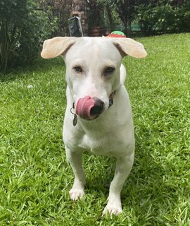 Henry The Elf - Jack Russell Terrier Mix Dog