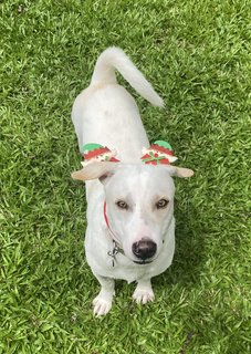 Henry The Elf - Jack Russell Terrier Mix Dog