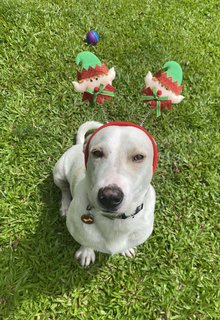 Henry The Elf - Jack Russell Terrier Mix Dog