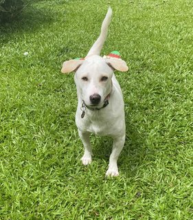 Henry The Elf - Jack Russell Terrier Mix Dog