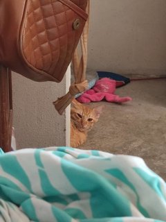 Caramel  - Domestic Medium Hair Cat