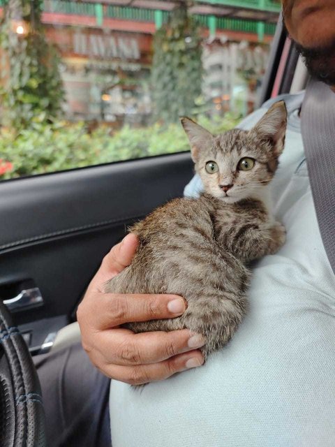 Twinkle - Domestic Medium Hair Cat