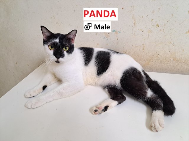 Panda - Domestic Short Hair Cat