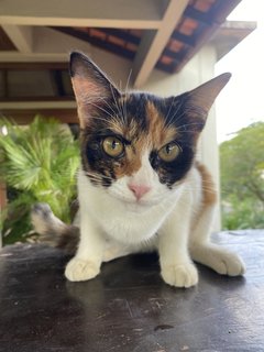 Ginger  - Domestic Medium Hair Cat