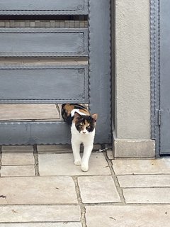 Ginger  - Domestic Medium Hair Cat