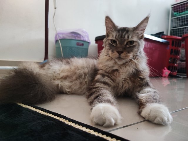 Logan - Maine Coon Cat