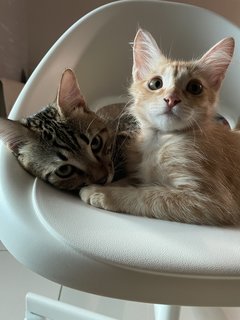 Opie &amp; Mika - Domestic Short Hair + Domestic Long Hair Cat