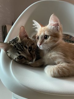 Opie &amp; Mika - Domestic Short Hair + Domestic Long Hair Cat