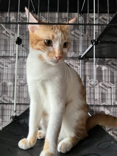 Ally(Male) - Bengal + Domestic Short Hair Cat