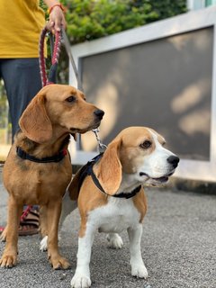 Mia - Beagle Dog