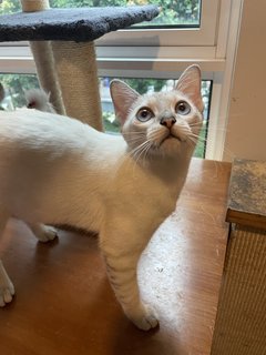 Rudy &amp; Frosty - Domestic Short Hair Cat