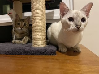 Rudy &amp; Frosty - Domestic Short Hair Cat