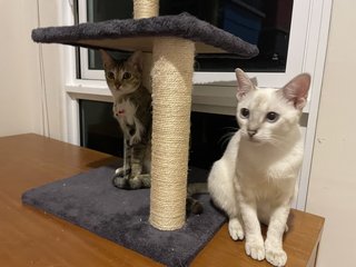 Rudy &amp; Frosty - Domestic Short Hair Cat