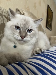 Oreo - Persian + Munchkin Cat