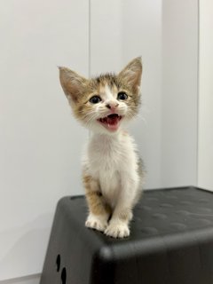 Cali The Calico Cat - Calico + Domestic Short Hair Cat