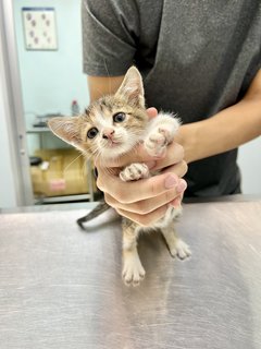 Cali The Calico Cat - Calico + Domestic Short Hair Cat