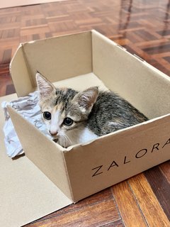 Cali The Calico Cat - Calico + Domestic Short Hair Cat