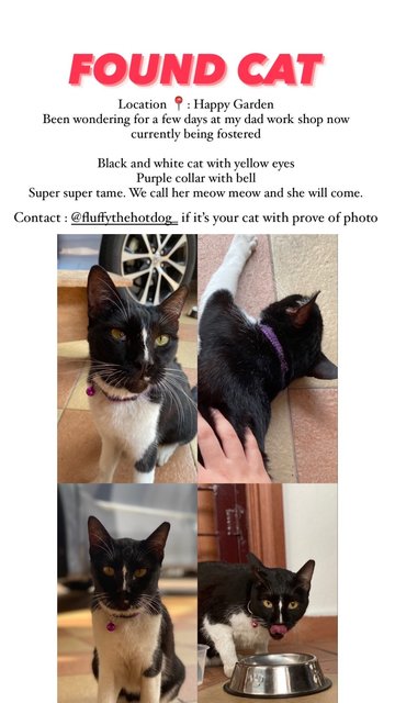 Found  - Domestic Short Hair Cat