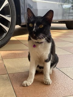 Found  - Domestic Short Hair Cat