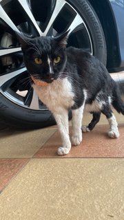 Found  - Domestic Short Hair Cat