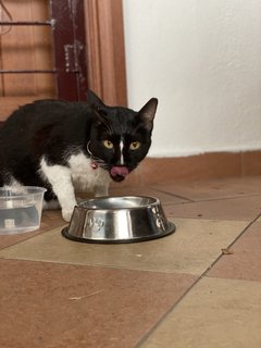 Found  - Domestic Short Hair Cat