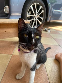 Found  - Domestic Short Hair Cat