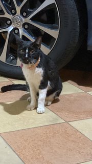 Found  - Domestic Short Hair Cat